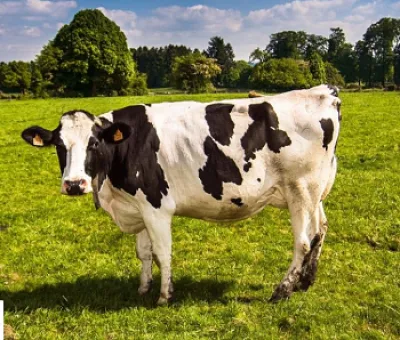 ονειροκρίτης αγελάδα