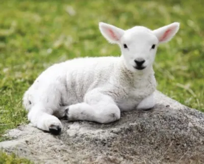 ονειροκρίτης αρνί