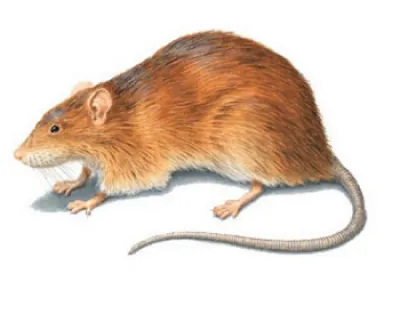 ονειροκρίτης αρουραίος