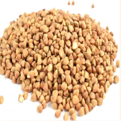 ονειροκρίτης φαγόπυρο