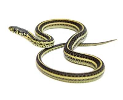 ονειροκρίτης φίδια