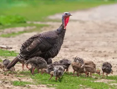 ονειροκρίτης γαλοπούλα