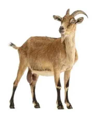 ονειροκρίτης κατσίκα