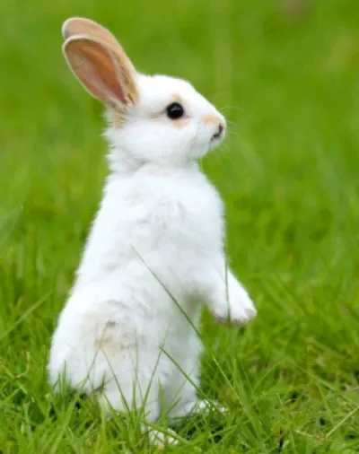 ονειροκρίτης κουνέλια