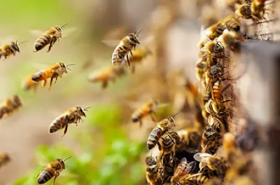 ονειροκρίτης μέλισσες