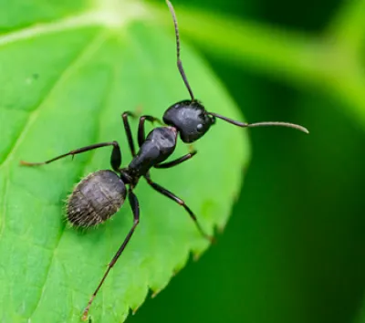ονειροκρίτης μυρμήγκια