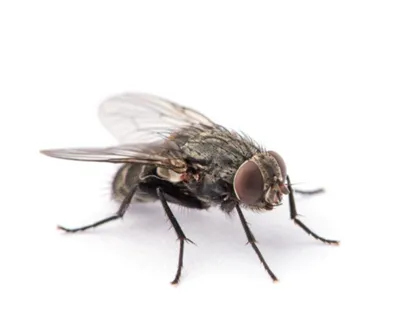 ονειροκρίτης μύγες