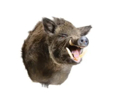 Ονειροκρίτης – ερμηνεία ονείρου με Αγριογούρουνο 