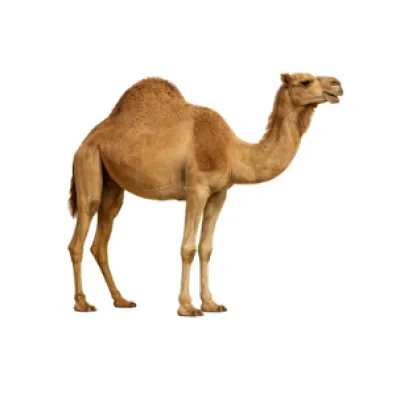 Ονειροκρίτης – ερμηνεία ονείρου με καμήλα