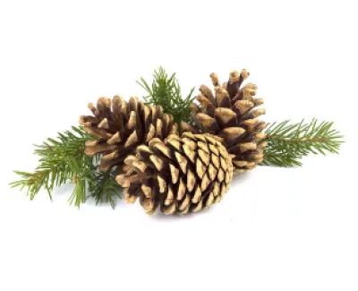 Ονειροκρίτης – ερμηνεία ονείρου με Κουκουνάρια 